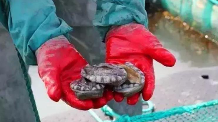 世界鲍鱼品种大全，你若知道其中5种，我叫你三声大哥