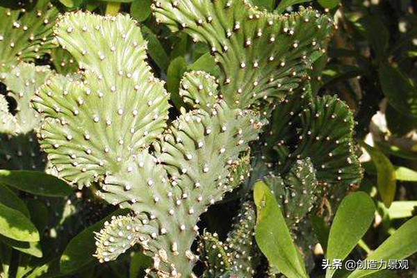 麒麟掌风水最佳位置,麒麟掌的风水作用