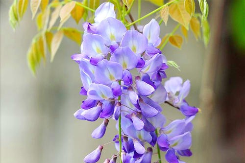 紫藤花随风摇曳,一帘幽梦里的紫藤花片段