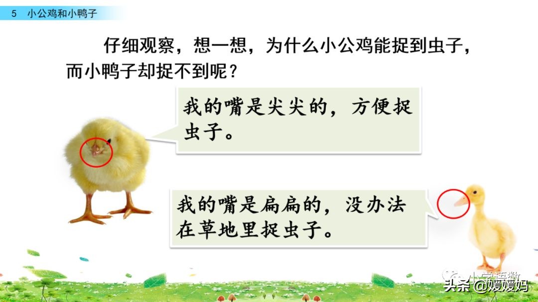 一年级下小公鸡和小鸭子课文重点,小公鸡和小鸭子一年级下册视频