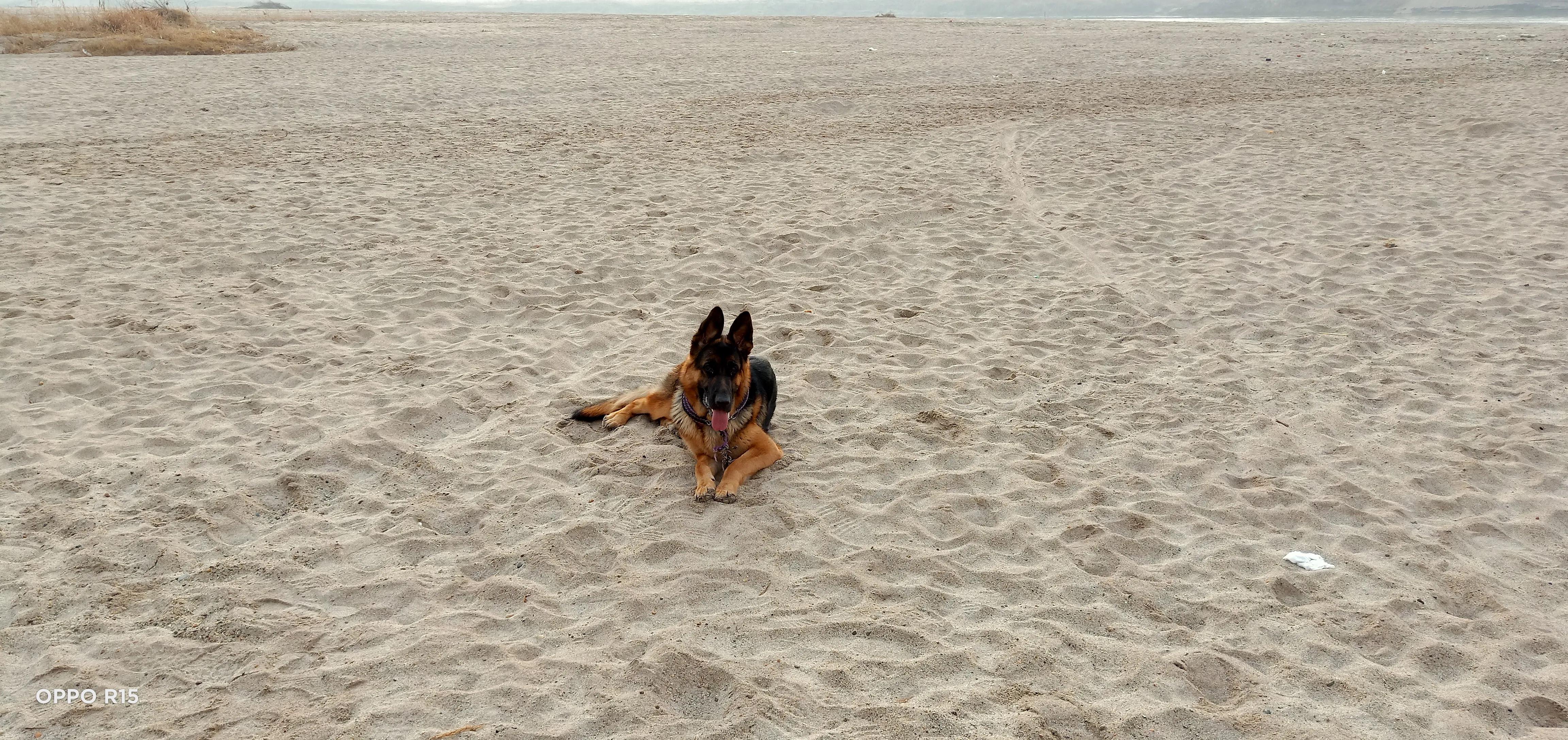 家有一狗完整视频,家有一狗一鼠