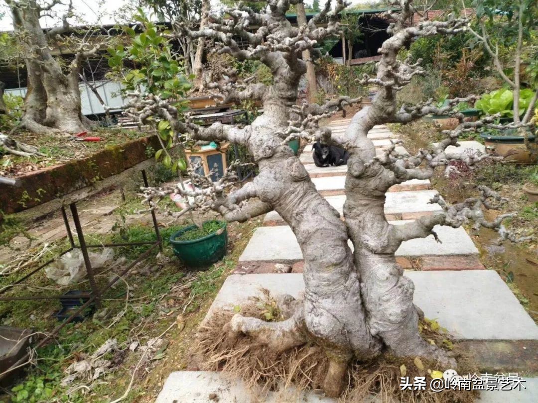 榆树盆景何时修剪最好,盆景怎样修剪最好看