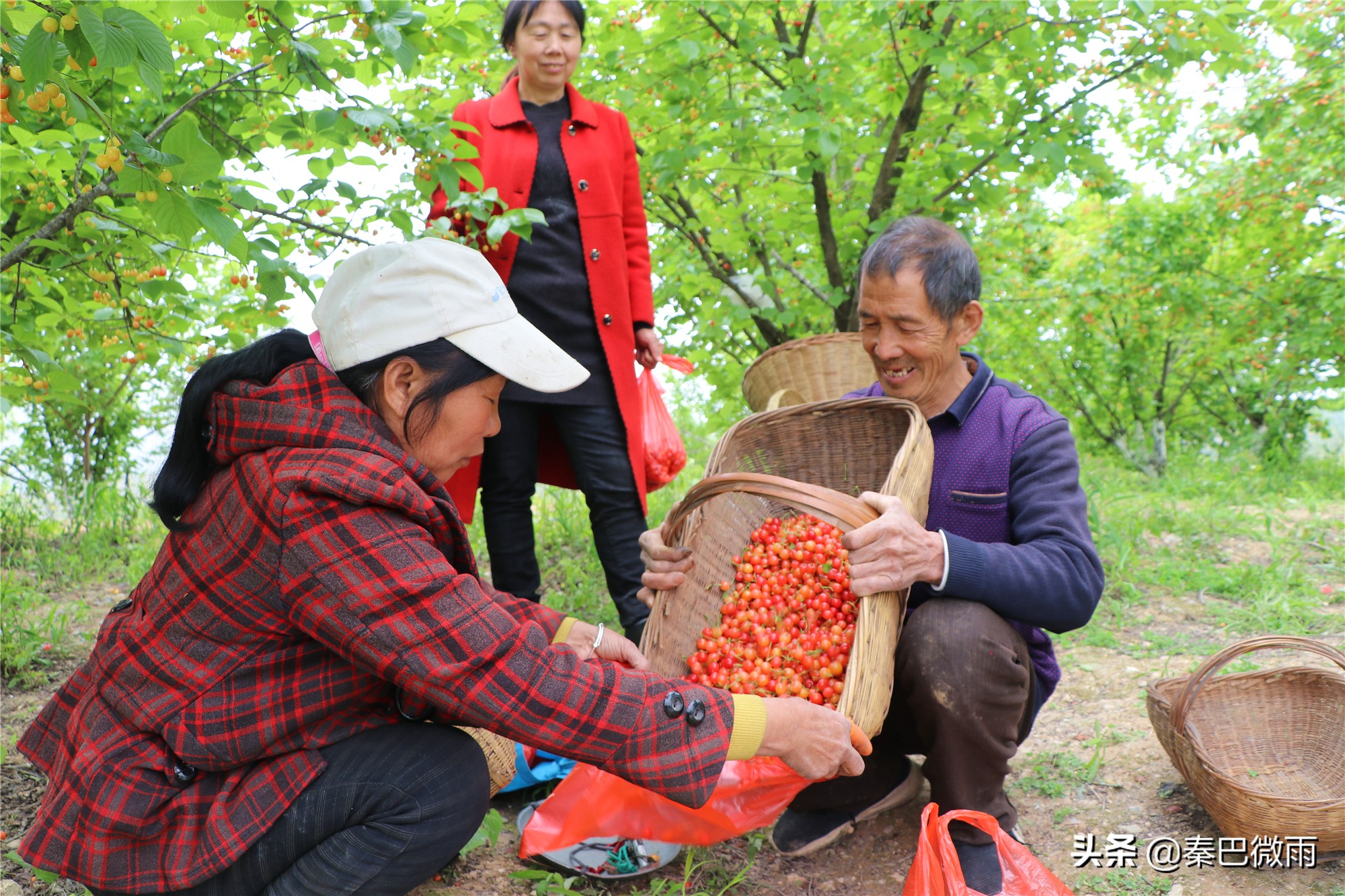 安康旬阳段家河樱桃湾,旬阳市段家河镇樱桃熟了