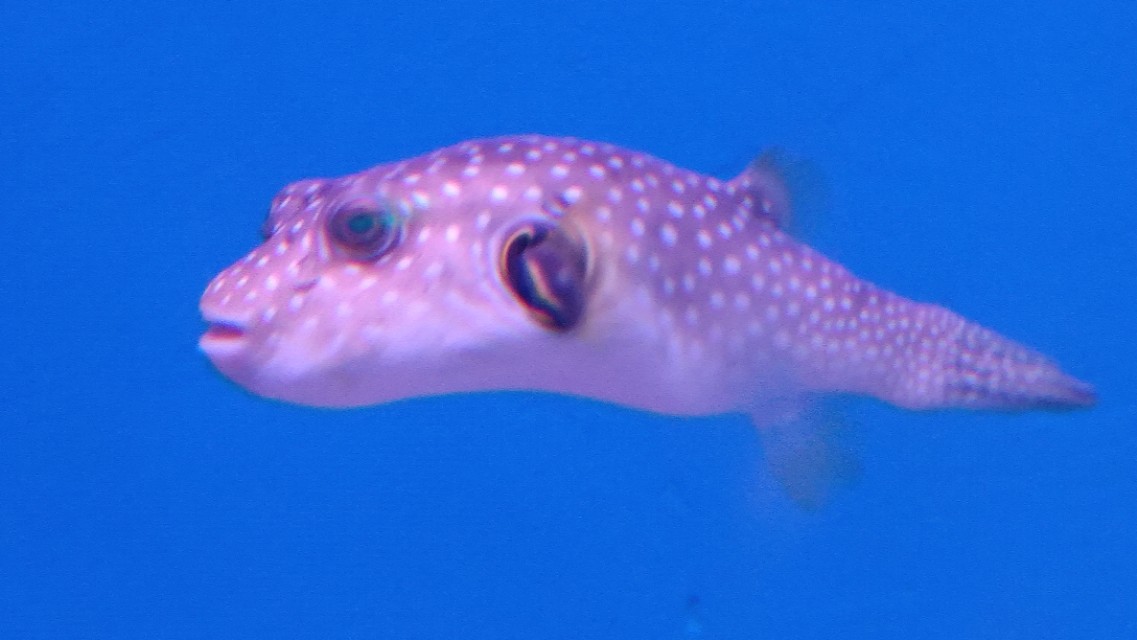 福州欧乐堡海洋世界家庭套票团购,福州欧乐堡海洋世界门票价格