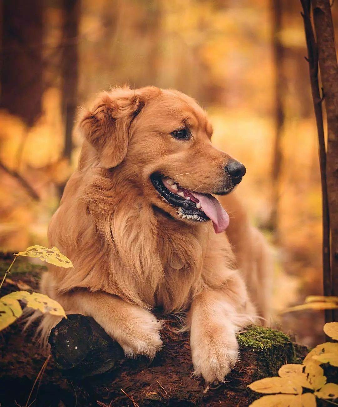 绘画参考素材狗可爱,绘画土狗图片