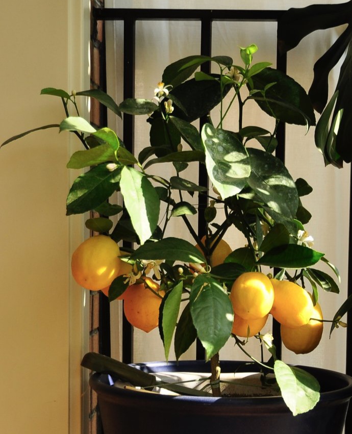 适合邻居养的十种花,养这7种花大人小孩都能养好