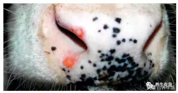 牧场问题解答,犊牛上火