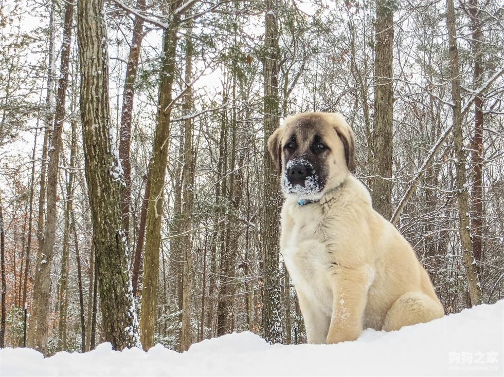 最聪明的十大狗狗品种介绍,史上最全的狗狗品种记得收藏
