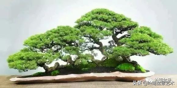 松树在水旱丛林盆景创作中的运用 (松树丛林盆景经典之作)