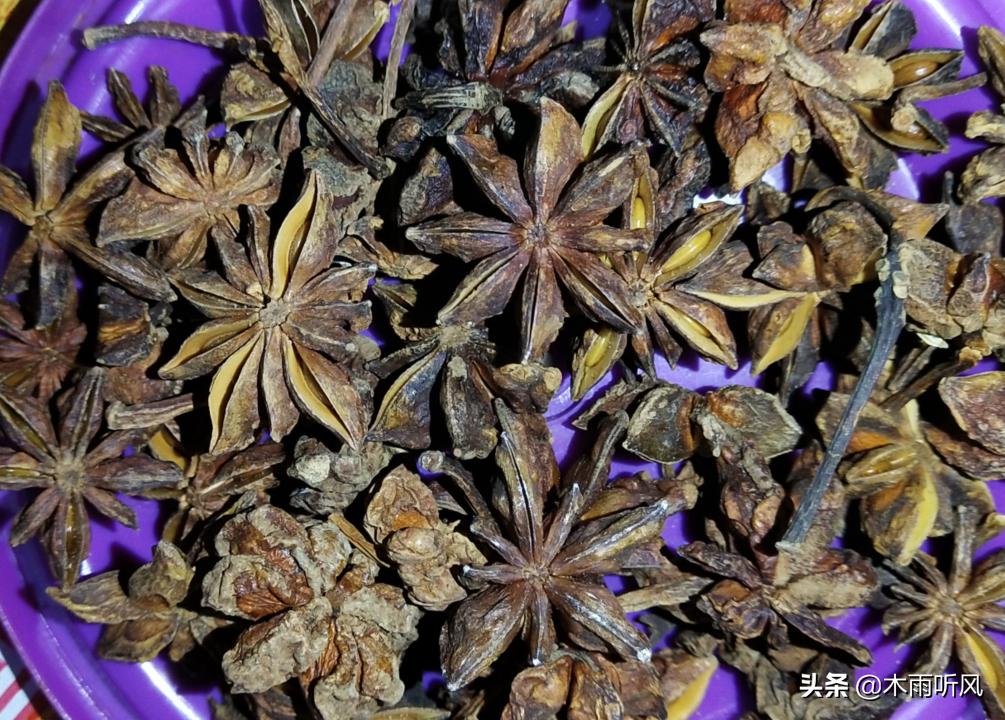 八角茴香适合什么地方种植,八角茴香怎么种植