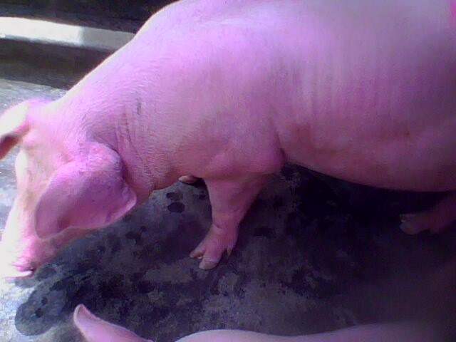 猪高温中暑有什么症状,猪体表发热但是体温正常怎么回事