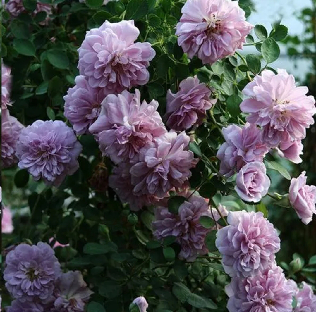 地栽月季雨季管理,一连很多天阴雨天月季怎么办