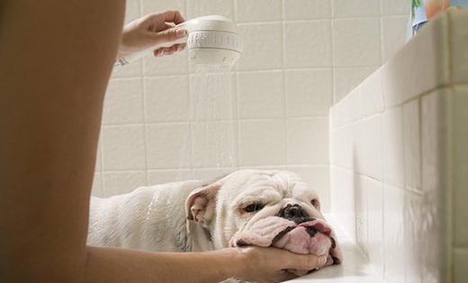 新手养狗一定要知道的6件事,新手养狗一定要知道的几件事