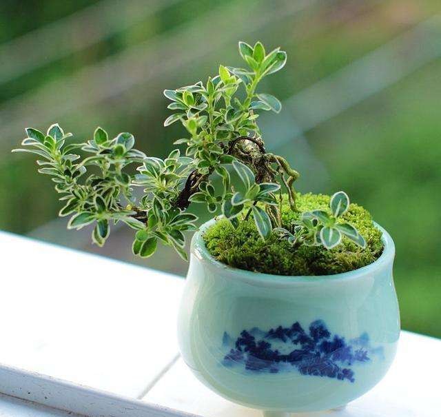 30种耐晒植物室内盆栽,十大室外盆栽最好养活的花