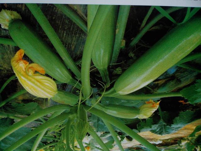 西葫芦怎么种植产量高,西葫芦安全优质高效栽培技术