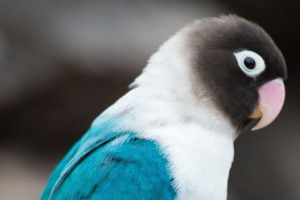 普兰牡丹鹦鹉是头类还是面类,面类牡丹和头面牡丹鹦鹉如何区分