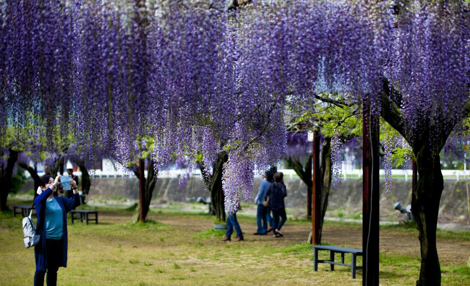 长穗紫藤花的养殖方法,紫藤花日常养护知识点