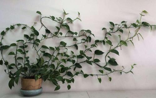 水培绿萝浇水口诀顺口溜,绿萝水培方法和注意事项