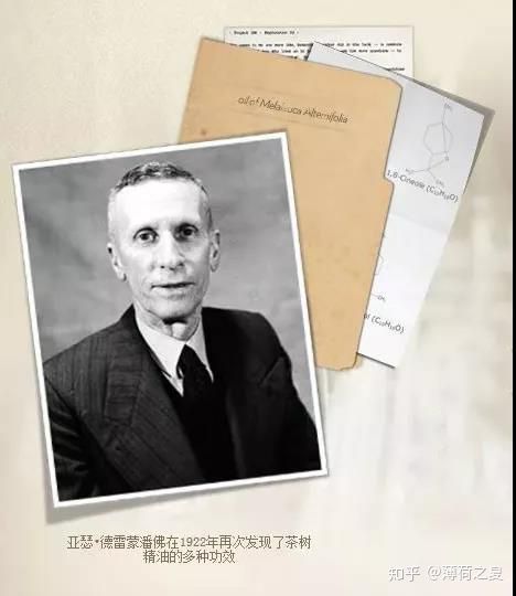 澳洲茶树提纯,澳洲茶树如何培育