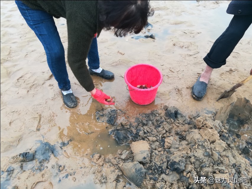 青岛大叔赶海全集,赶海大叔抓海鲜视频