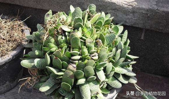 和子宝很像的多肉植物,子宝在多肉植物中不突出的原因