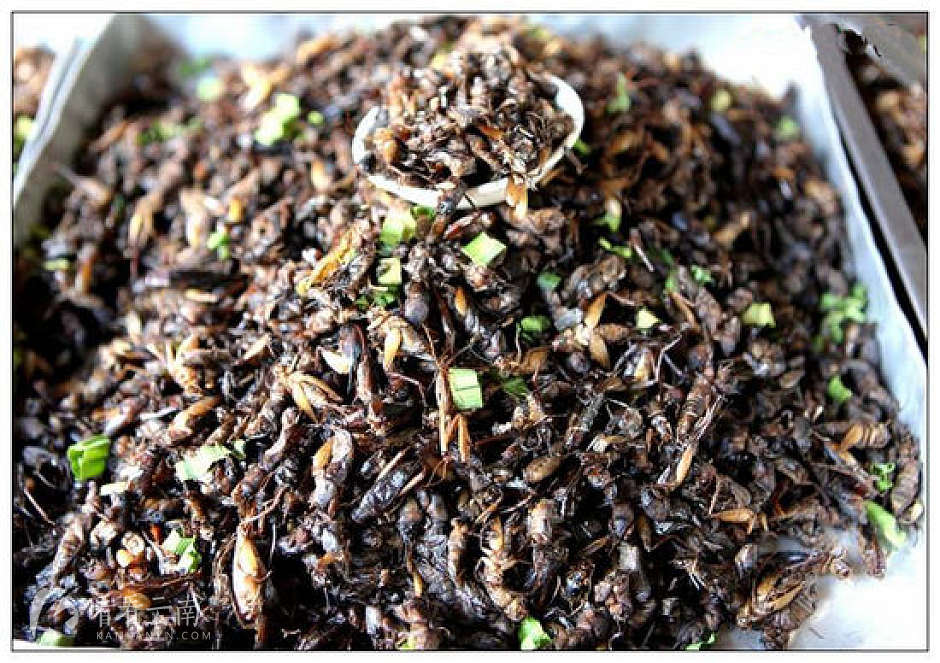 云南特色美食虫子在哪里吃最多,云南吃虫的特色美食