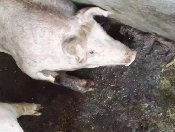 猪病了猪吃食呕吐是怎么回事,猪呕吐怎么回事怎么治疗