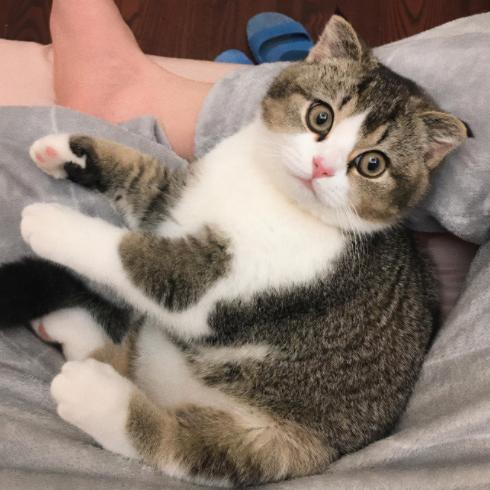 这几类猫会带来好运,对主人忠诚的五种猫