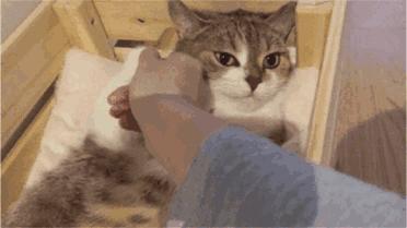 女人遇到狼怎么办,女孩遇见色狼如何自救