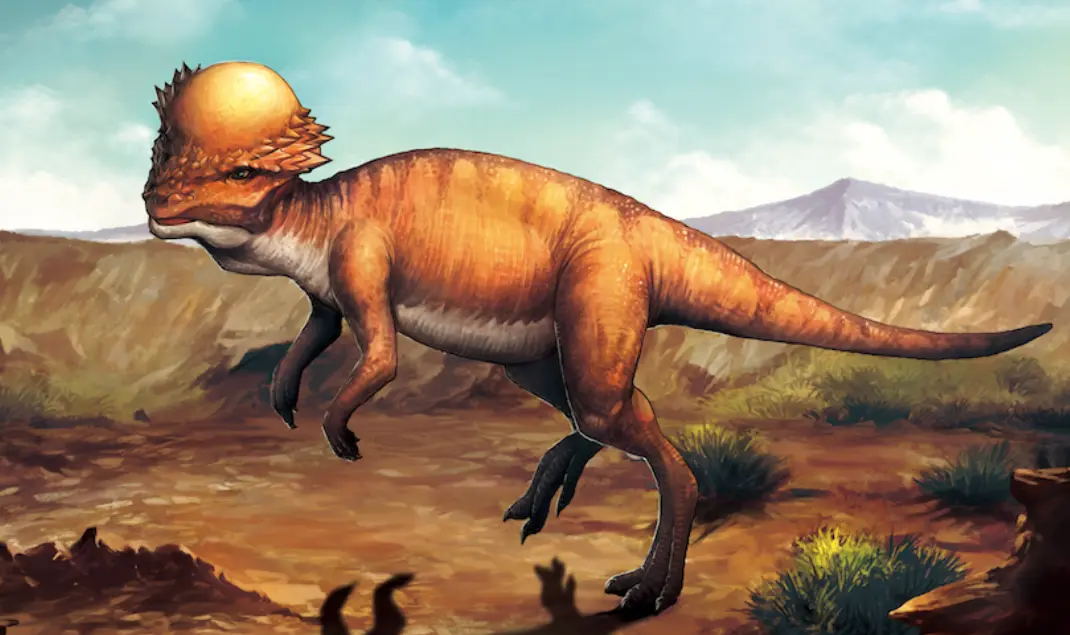 佩吉万什么恶魔果实,佩吉万的恶魔果实