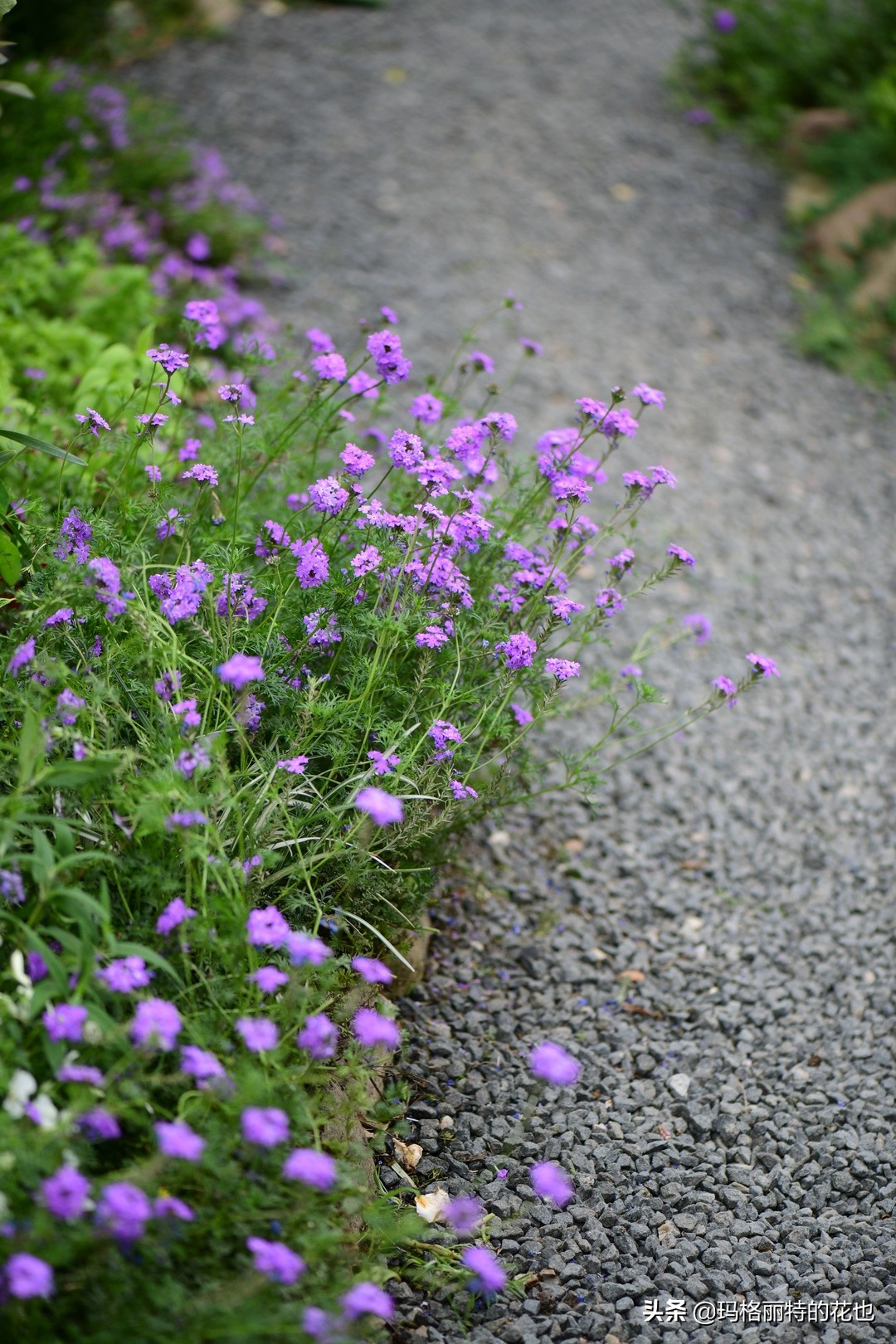 徒长花草怎样处理,徒长的树木怎么处理
