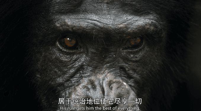 bbc纪录片最值得看的,bbc神级纪录片豆瓣评分超9