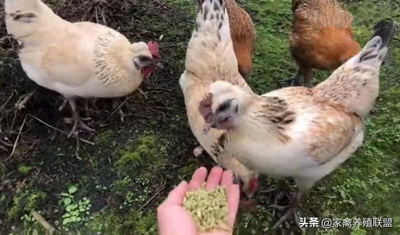 养3000只五黑鸡,养黑鸡风险是不是很大