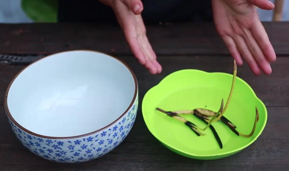 碗莲种在泡沫箱里为什么不开花,碗莲怎么种得好看又好养