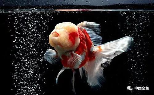 金鱼饲养怎么保持水质,金鱼越养越小怎么办