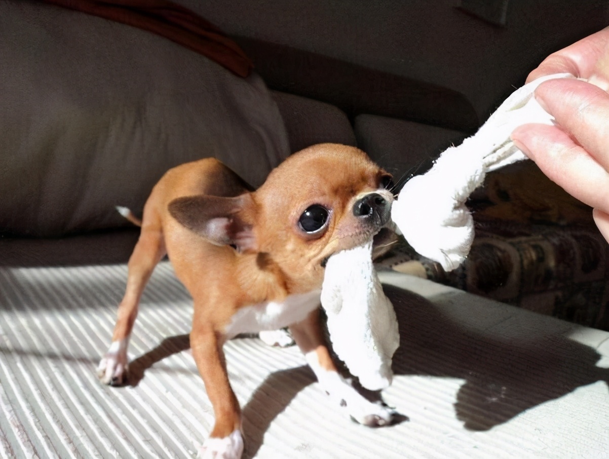 新手养狗宠主品种推荐,养狗推荐高颜值品种