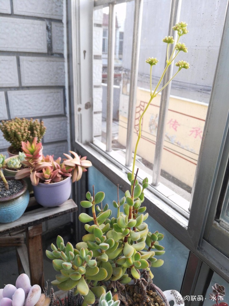 这才是多肉夏天该有的样子,多肉短期内颜值最高的时刻