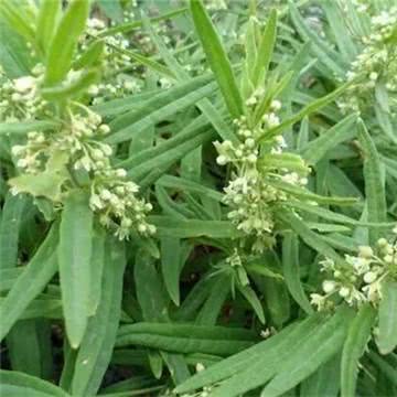 野山地瓜价格多少钱一斤,柘城西瓜多少钱一斤