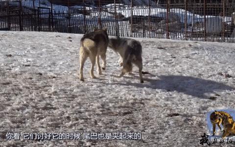 哈士奇养成狼,狼被养成了哈士奇