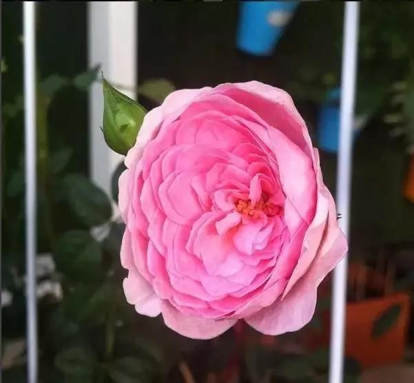 每天学习一点点花卉,100种常见玫瑰品种