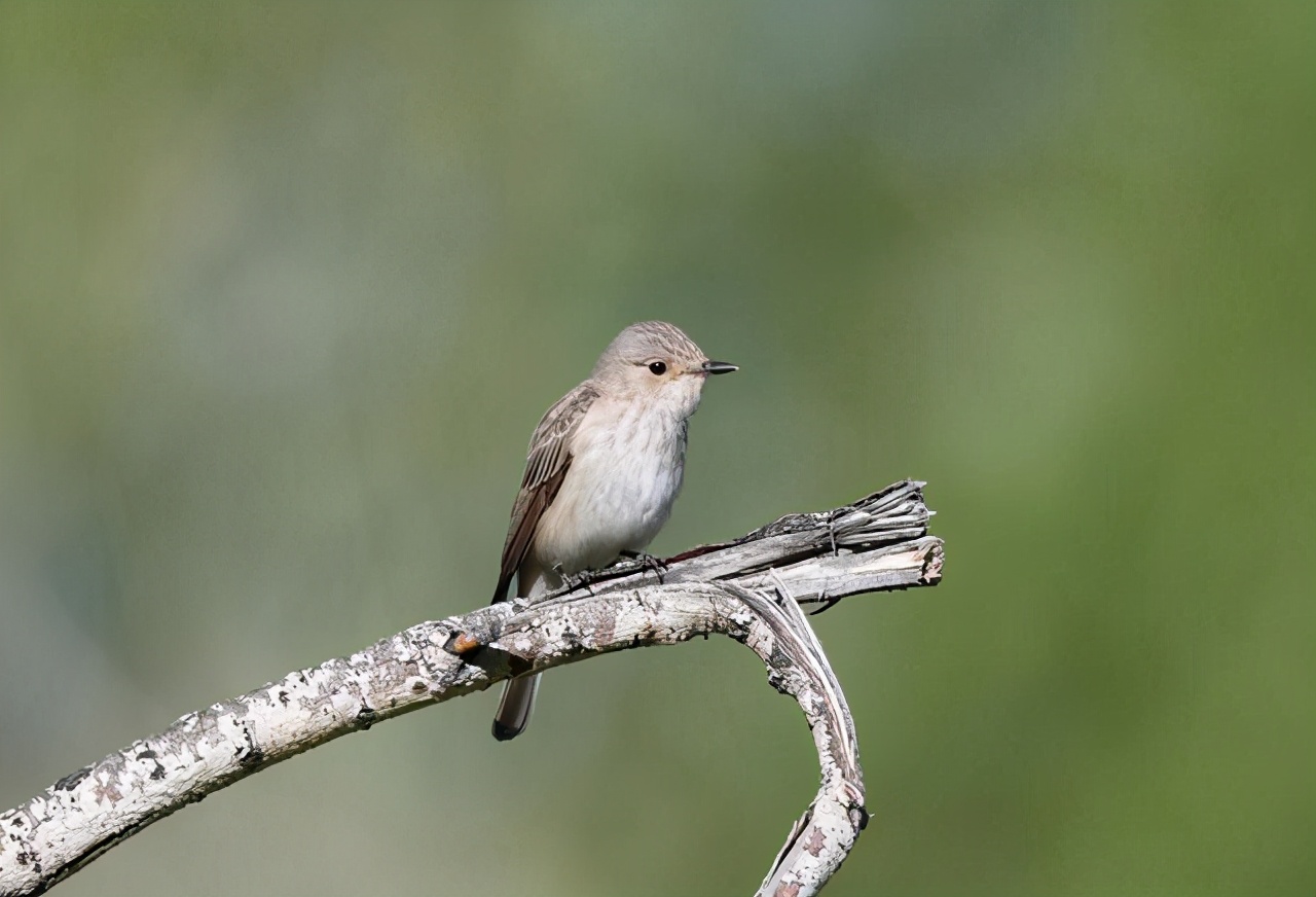 你所不知道的动物冷知识,不可思议的动物冷知识英文