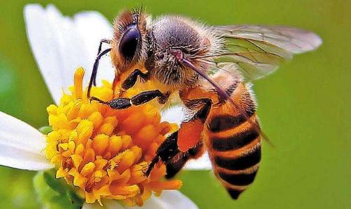 蜜蜂春繁起止时间表,蜜蜂春繁什么时候开始加脾