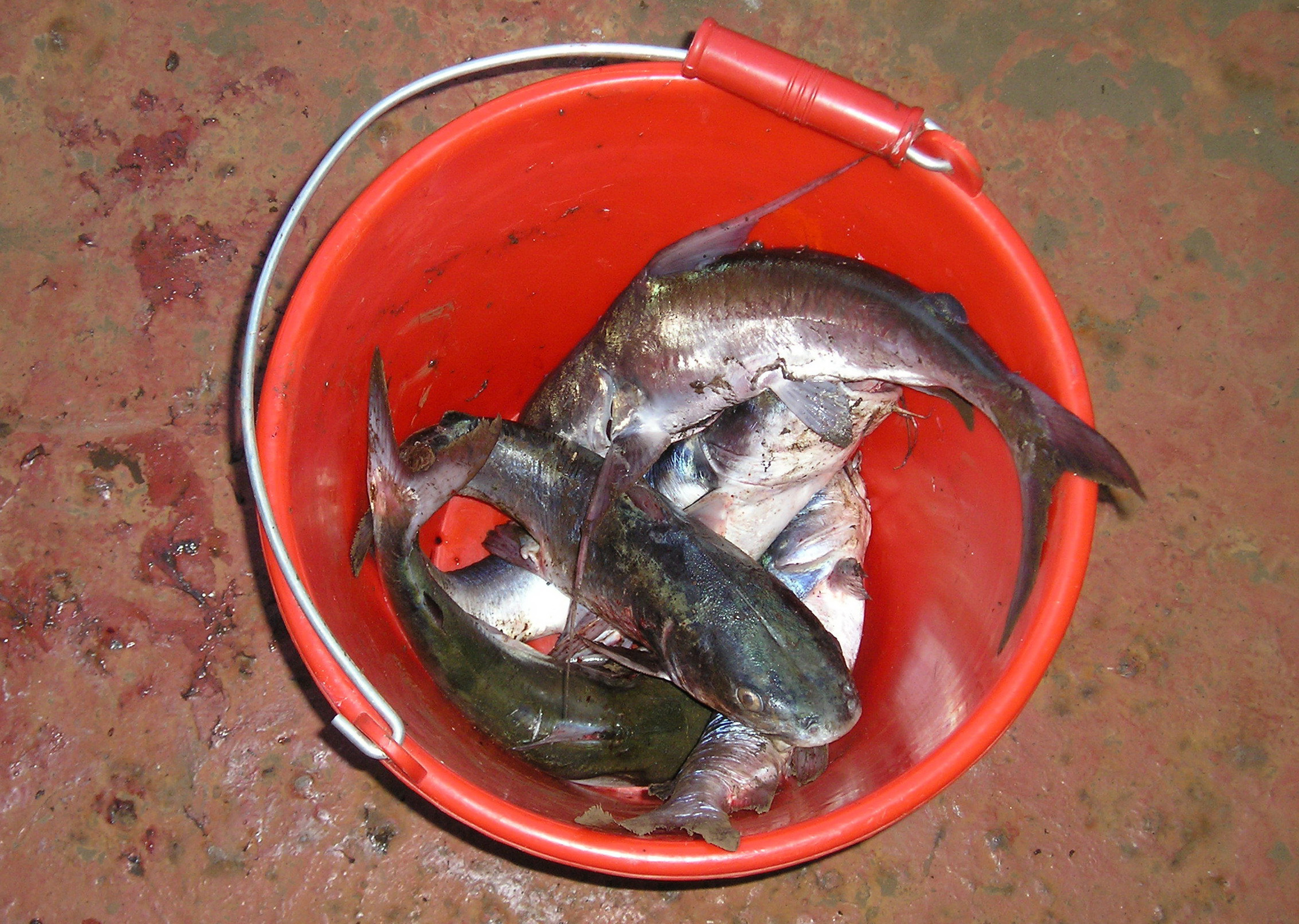 船员在海上可以钓什么鱼 (远洋船员海钓的各种鱼获)