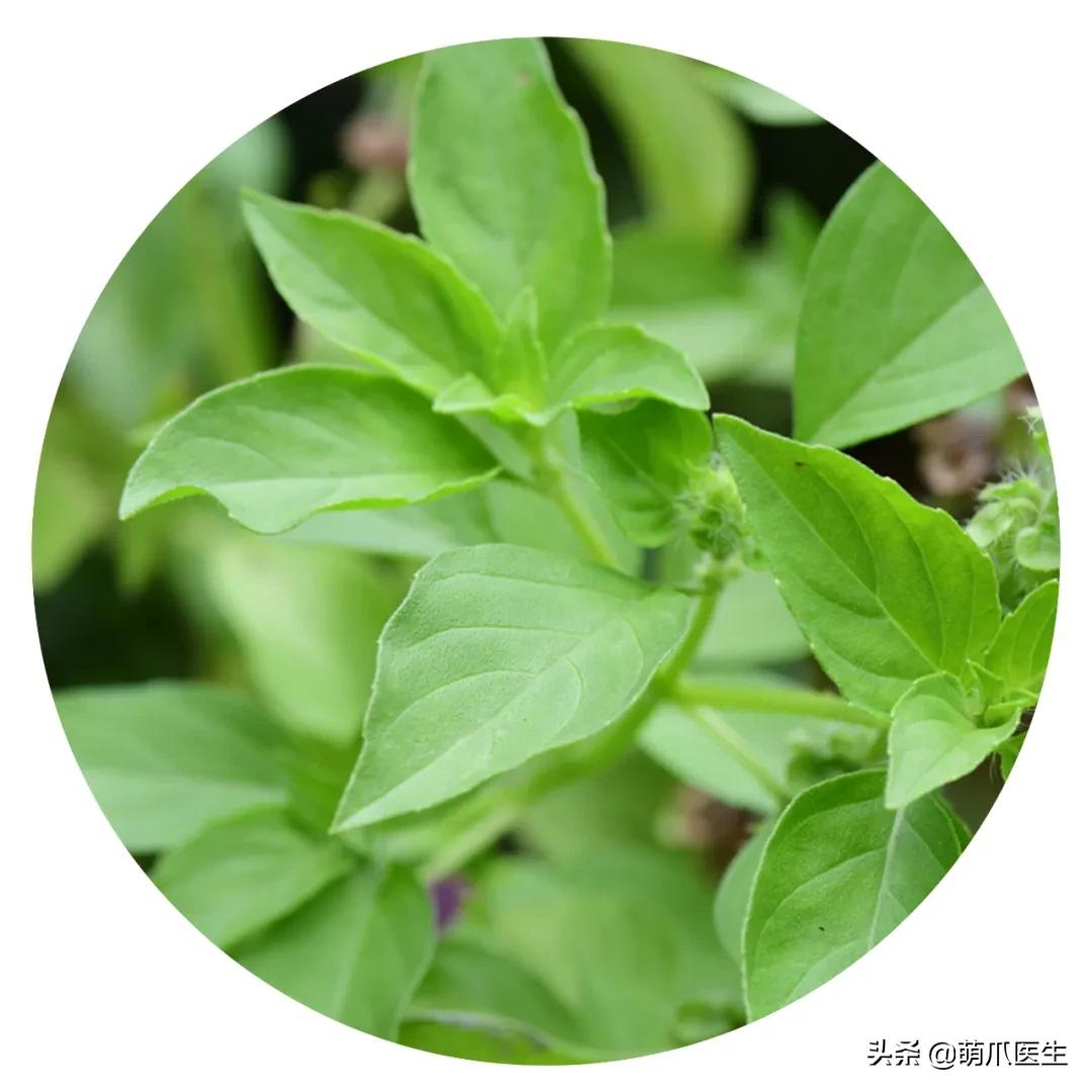 养了猫还可以养兔子吗,养了猫还适合养鹦鹉吗