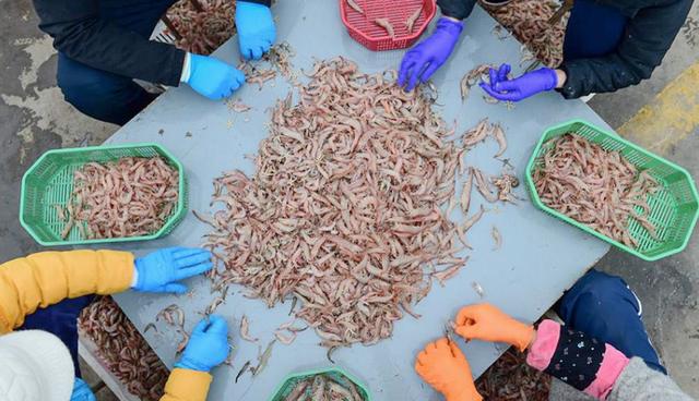 青岛海蛎虾,2019年青岛蛎虾