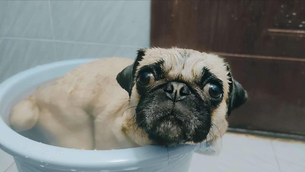 巴哥冷知识,巴哥狗小知识