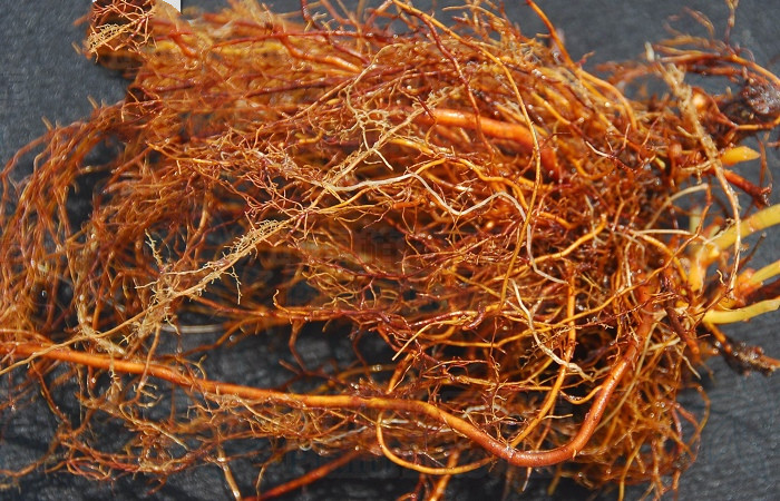 凉血的药对化瘀血有好处吗,血见愁跟茜草一样吗