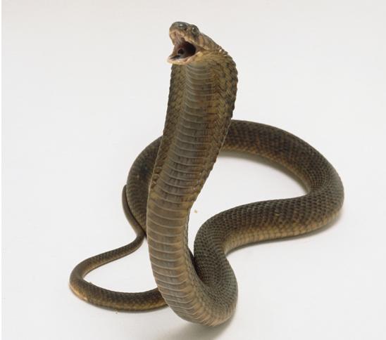 埃及眼镜蛇是什么蛇,埃及大眼镜蛇