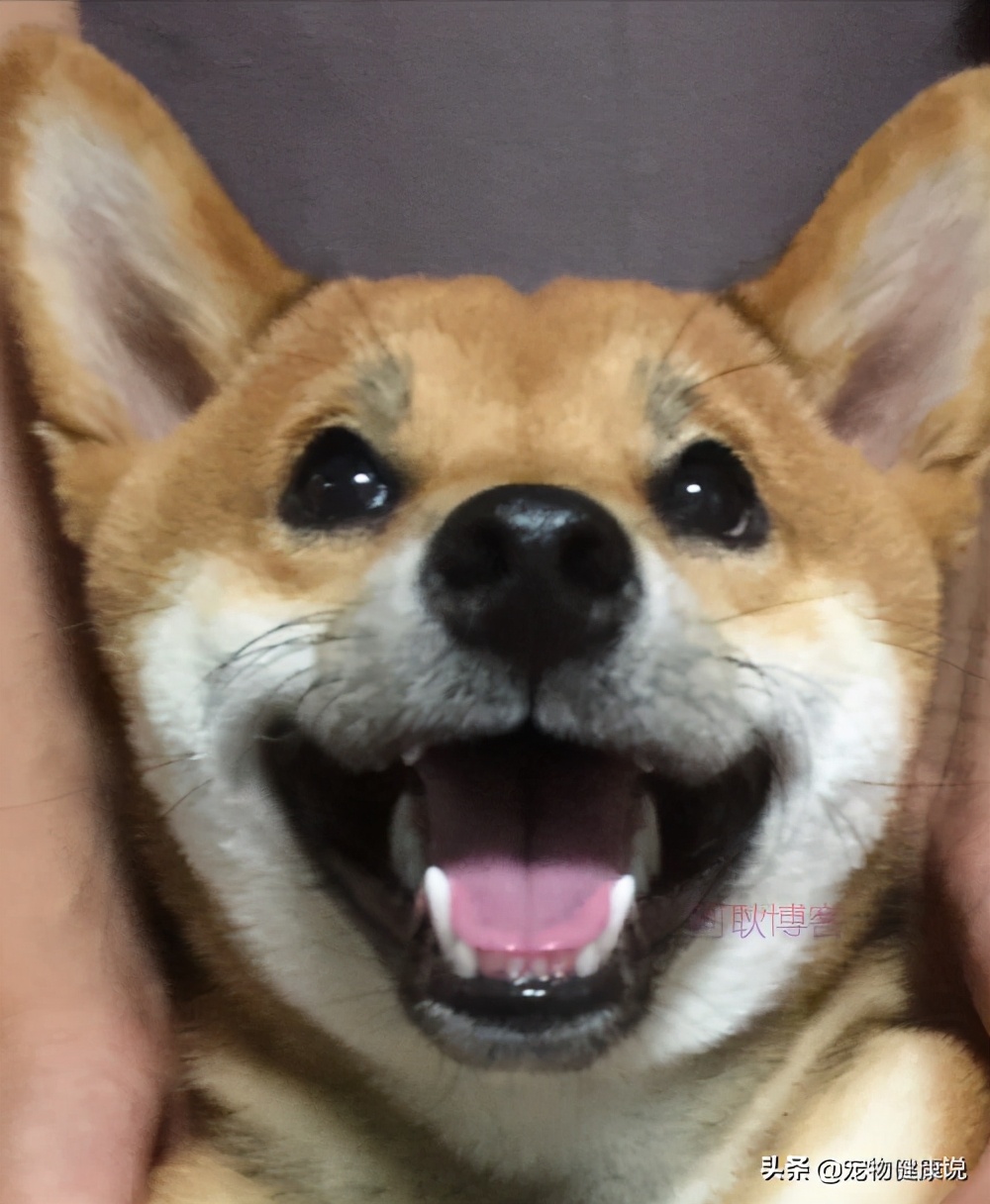 小狗吃完驱虫药的正常表现,小狗吃了驱虫药有什么症状