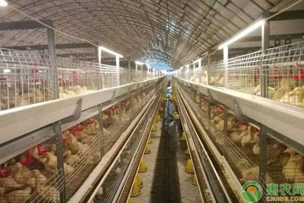 笼养蛋鸭正确方法,笼养鸭的出粪设置